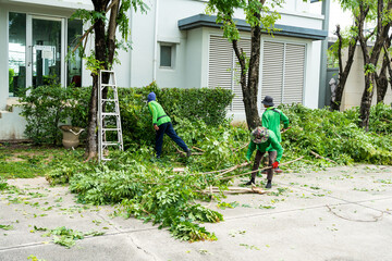 Professional tree felling team in Cape Town