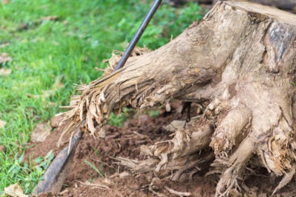 stump removal